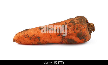 Karotte schmutzig in Boden Nähe isoliert auf weißem Stockfoto