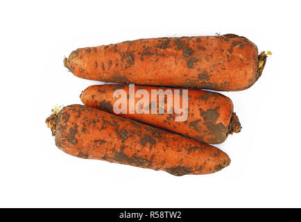 Karotte schmutzig in Boden Nähe isoliert auf weißem Stockfoto