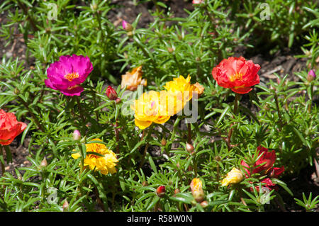 Sydney Australien, Garten Bett von hellen Portulak Blumen Stockfoto