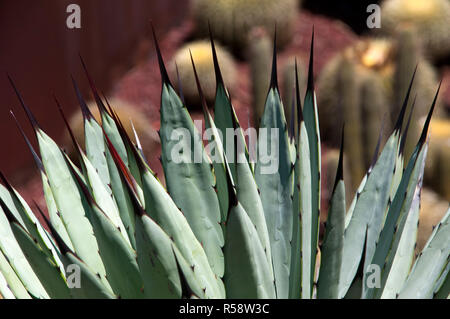 Sydney, Australien, in der Nähe von Schwarzen Spitzen des blauen Kaiser Agave Blätter Stockfoto