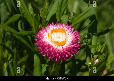 Sydney Australien, hell rosa und gelbe Blume eines strohblumen oder ewig Daisy Stockfoto