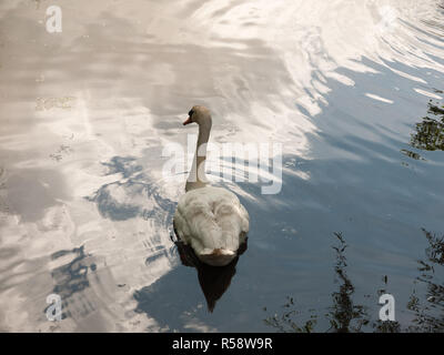 Schwan auf dem See Oberfläche von hinter dem Kopf gesehen, gedreht Stockfoto