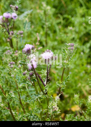 Lovely Pink Thistle außerhalb Blütenköpfe Stockfoto