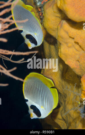 Panda Falterfische, Chaetodon adiergastos, Paar, Liberty Wrack Tauchplatz, Tulamben, Bali, Indonesien, Indischer Ozean Stockfoto