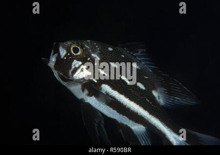 Midnight Snapper, Macolor macularis, Jugendlicher mit gähnenden Markierungen unter den Erwachsenen, Dropoff-Tauchplatz, Tulamben, Bali, Indonesien, Indischer Ozean Stockfoto