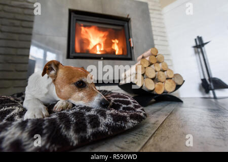 Jack Russel Terrier schlafen auf einem weissen Teppich in der Nähe des brennenden Kamin. Ruhenden Hund. Hygge Konzept Stockfoto
