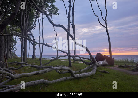 Gespensterwald Nienhagen mit Sonnenuntergang, Ostseebad Nienhagen, Mecklenburg-Vorpommern, Deutschland Stockfoto