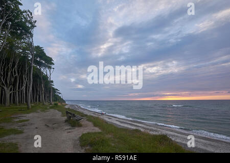 Gespensterwald Nienhagen mit Sonnenuntergang, Ostseebad Nienhagen, Mecklenburg-Vorpommern, Deutschland Stockfoto