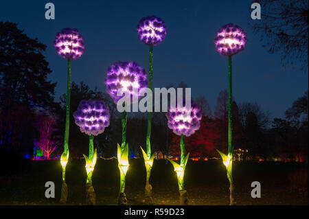 RHS Wisley, Surrey, Großbritannien. 30. November 2018. Spektakuläre botanisch - illuminationen Inspiriert durch Jigantics Einschalten bei RHS Wisley und für das Publikum geöffnet von 4 - 20 Uhr, 1. Dezember 2018 - Mittwoch, 2. Januar 2019 für die festliche Jahreszeit. Bild: Riesige beleuchtete Allium Blumen. Credit: Malcolm Park/Alamy leben Nachrichten Stockfoto