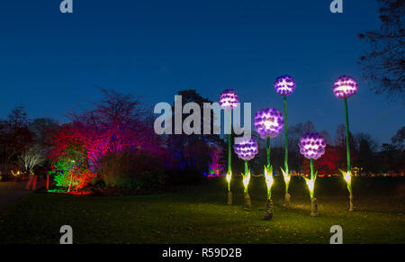 RHS Wisley, Surrey, Großbritannien. 30. November 2018. Spektakuläre botanisch - illuminationen Inspiriert durch Jigantics Einschalten bei RHS Wisley und für das Publikum geöffnet von 4 - 20 Uhr, 1. Dezember 2018 - Mittwoch, 2. Januar 2019 für die festliche Jahreszeit. Bild: Riesige beleuchtete Allium Blumen. Credit: Malcolm Park/Alamy leben Nachrichten Stockfoto