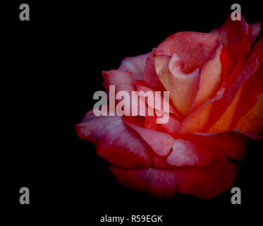 Red rose flower auf schwarzem Hintergrund vorhanden. Stockfoto