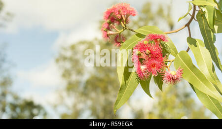 Australische rote Eukalyptus Blumen Stockfoto