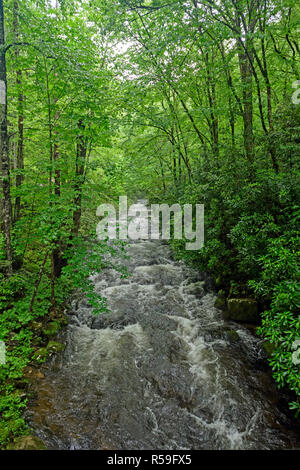 Mountain Stream im Frühjahr Stockfoto