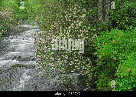 Mountain Laurel entlang einem reißenden Bach im Frühling Stockfoto