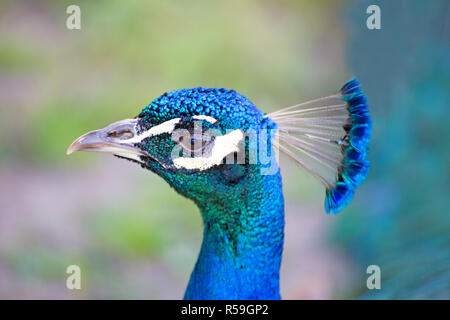 Blauer Pfau portrait Stockfoto