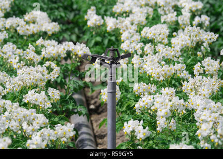 Bewässerungsanlage mit blühende Kartoffelpflanzen Stockfoto