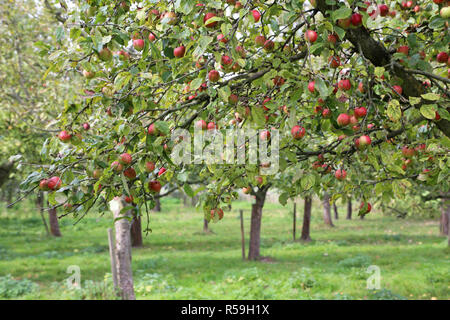 apple trees at harvest time Stockfoto