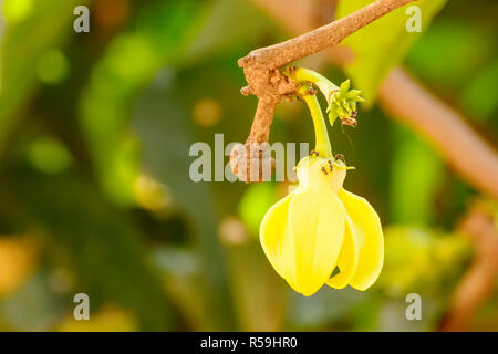 Cananga odorata Flower Stockfoto