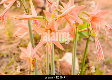 Hippeastrum-johnsonii Begraben oder der Amaryllidaceae Stockfoto