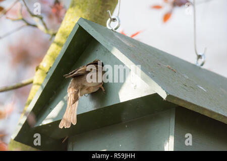 Eurasischen Feldsperling in einem Vogelhaus Stockfoto
