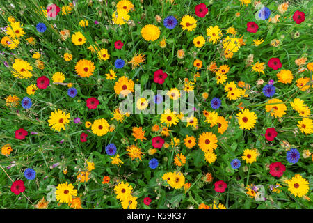 Bunte Blumenwiese im Sommer Stockfoto