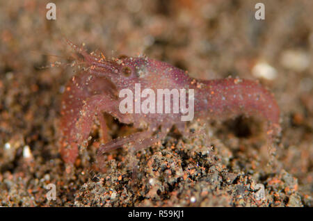 Algen - Rohr Snapping Shrimp, Alpheus frontalis, auf Sand, Seraya House Reef Dive Site, Seraya, Bali, Indonesien, Indischer Ozean Stockfoto