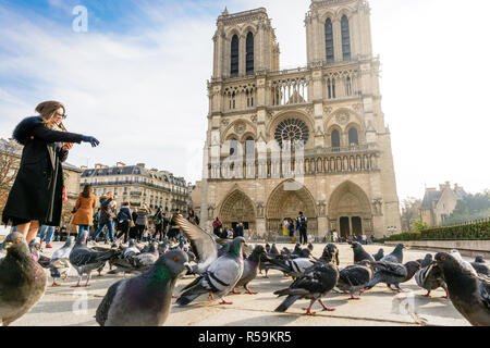 Eine junge asiatische Frau touristische Fütterung Brot für Tauben vor der Kathedrale Notre-Dame de Paris von einem sonnigen Herbstmorgen. Stockfoto