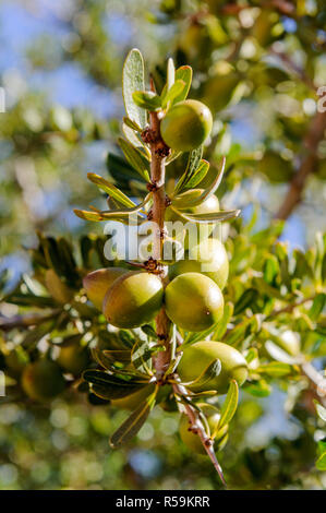 01-03-15, Marrakesch, Marokko. Der Arganbaum (Argania spinosa) und es ist Frucht, Arganöl, in Kosmetika verwendet. Foto: © Simon Grosset Stockfoto
