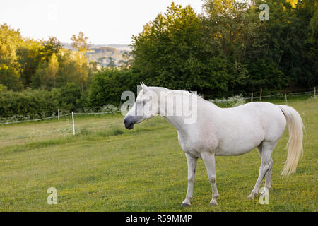 White Horse ist grasen in einer Frühlingswiese Stockfoto