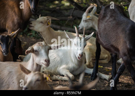 Ziege in Hof Stockfoto