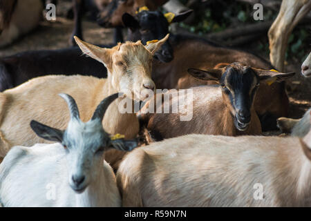 Ziege in Hof Stockfoto