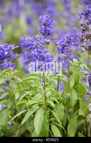 Blühende blaue bugleweeds Ajuga Stockfoto