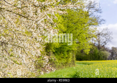 Sonnige woodside Landschaft Stockfoto