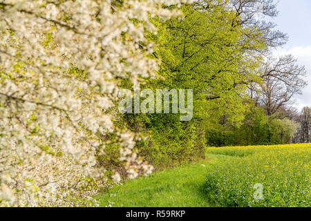 Sonnige woodside Landschaft Stockfoto