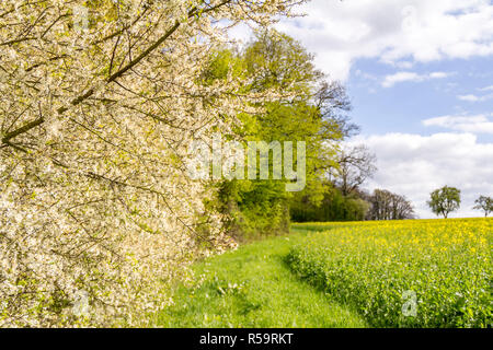 Sonnige woodside Landschaft Stockfoto