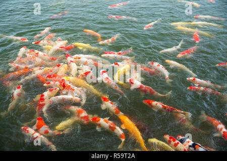 Koi Fish Stockfoto