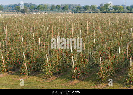 Obstgarten mit reife Äpfel Stockfoto