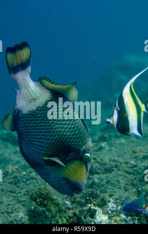 Riesen-drückerfische, Balistoides viridescens, Fütterung auf Koralle mit maurischen Idol (zanclus Dais) im Hintergrund, Segara Website, Seraya, Bali, Indonesien Stockfoto