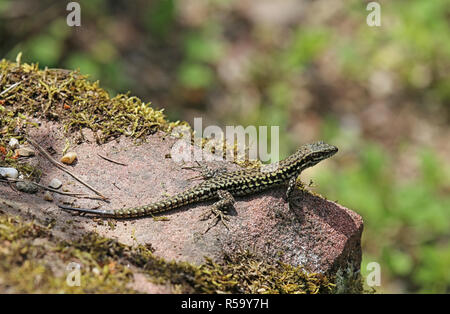 Männliche wand Eidechse podarcis muralis Sonnenbaden Stockfoto