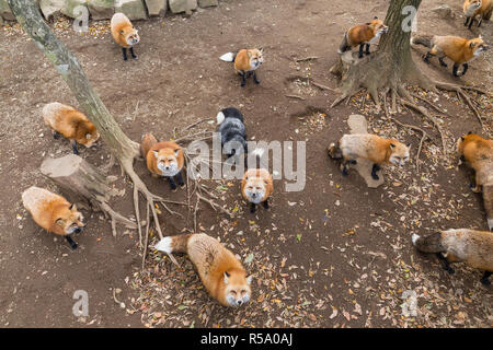 Fuchs Dorf in Japan Stockfoto