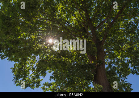 Sonnenstrahlen durch tree top. Stockfoto