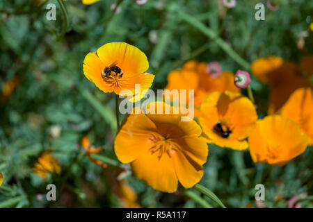 Mohnblumen und Pollen Stockfoto