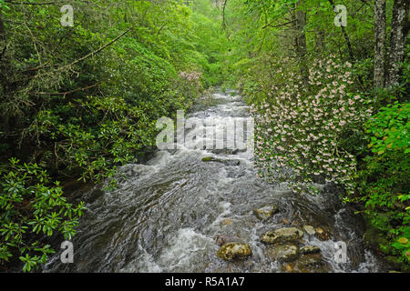 Frühjahr Hochwasser in einem Bergbach Stockfoto