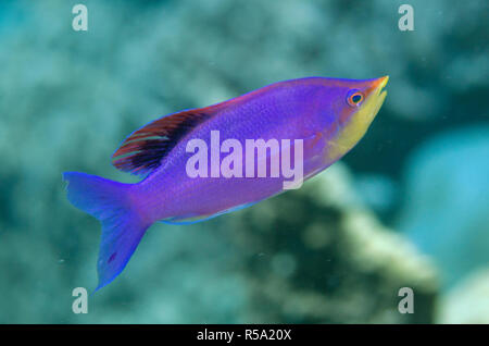 Bräutliche männliche Lila Anthias, pseudanthias Tuka, Muara Kanal Tauchplatz, aus Sermata Inseln, in der Nähe von Alor, Indonesien, Indischer Ozean Stockfoto