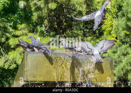 Tauben ein Getränk aus einem Brunnen an einem heißen Sommer Tag, in Bukarest, Rumänien Stockfoto