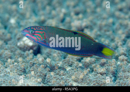 Moon Wrasse, Thalassoma lunare, Dropoff Tauchplatz, Candidasa, Bali, Indonesien, Indischer Ozean Stockfoto