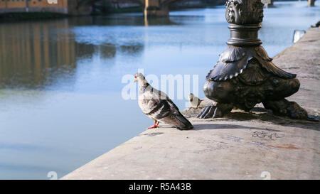 Taube und Spatz auf der Brüstung des Arno. Stockfoto