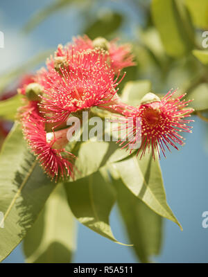 Australian native Blüte Gum Tree Stockfoto