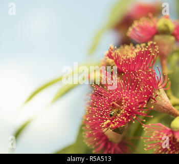 Australische Natur Biene auf rote Blüten von Gum Tree Stockfoto