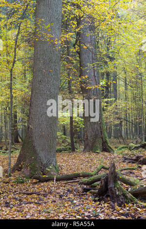 Alten Eichen gebrochen liegen im Herbst Stockfoto